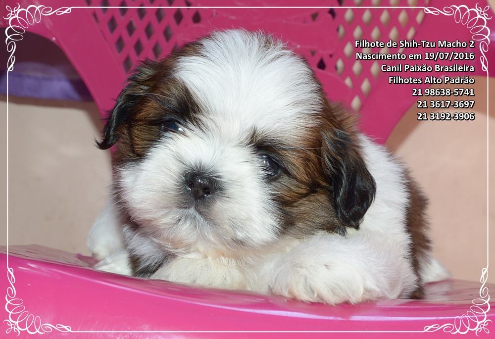 shih tzu filhote preco